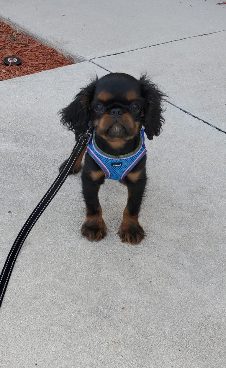 Scamp, an English Toy Spaniel tested with EmbarkVet.com