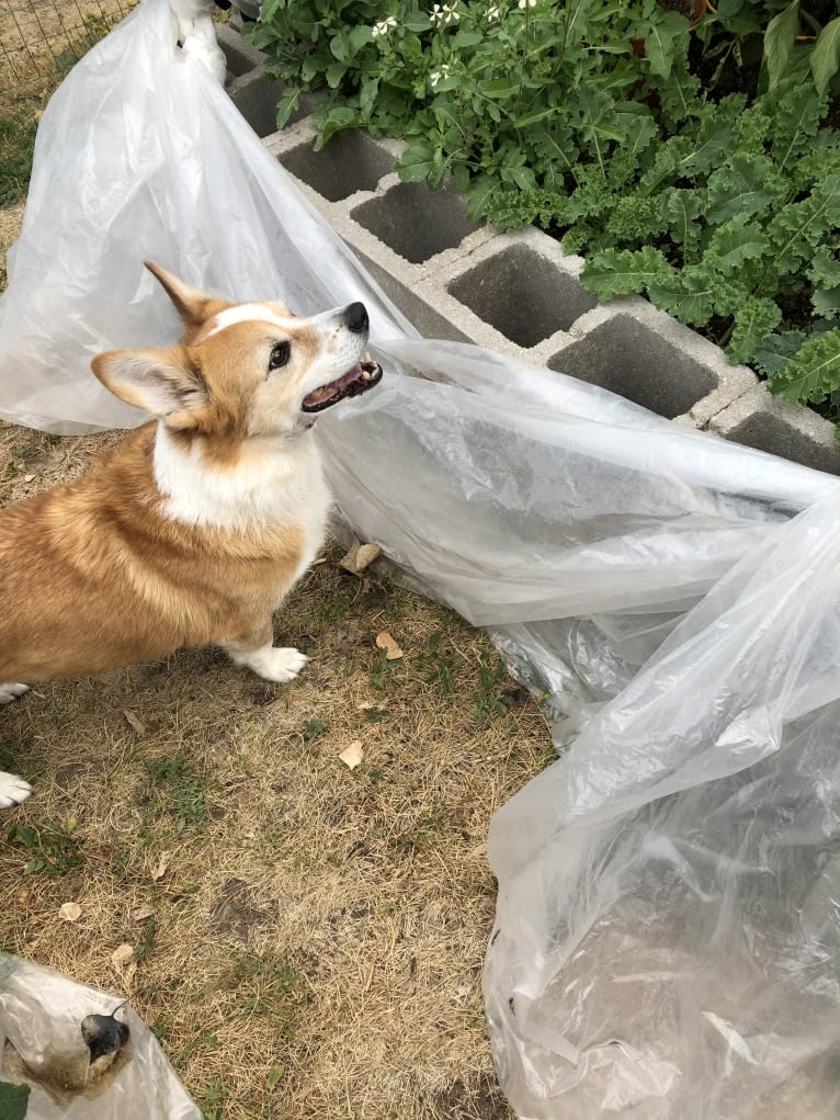 Wizard, a Pembroke Welsh Corgi and Border Collie mix tested with EmbarkVet.com