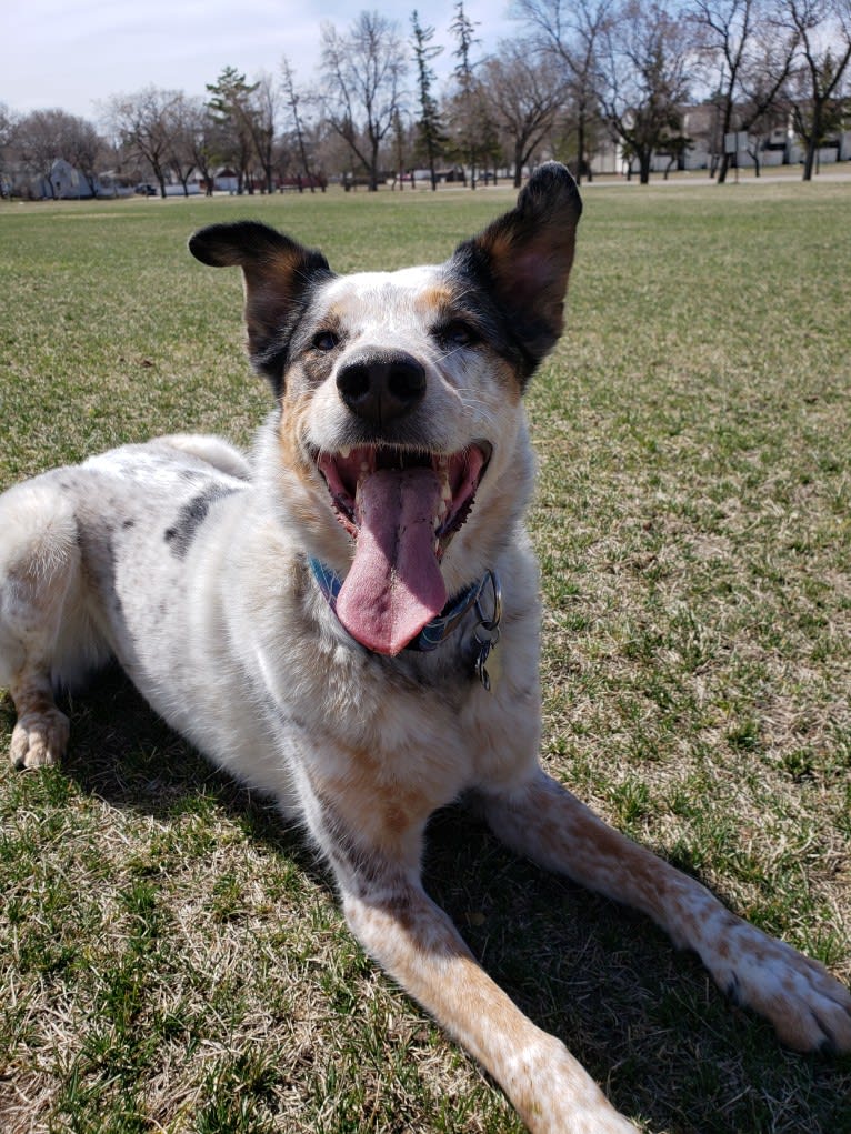 Gem, an Australian Shepherd and German Shepherd Dog mix tested with EmbarkVet.com