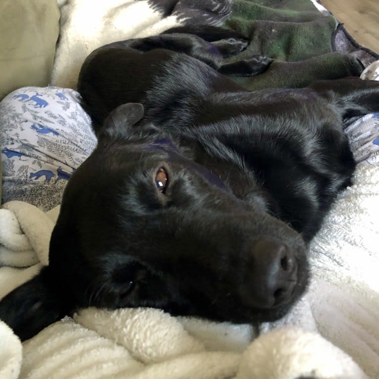 Roxie, a Labrador Retriever and German Shepherd Dog mix tested with EmbarkVet.com