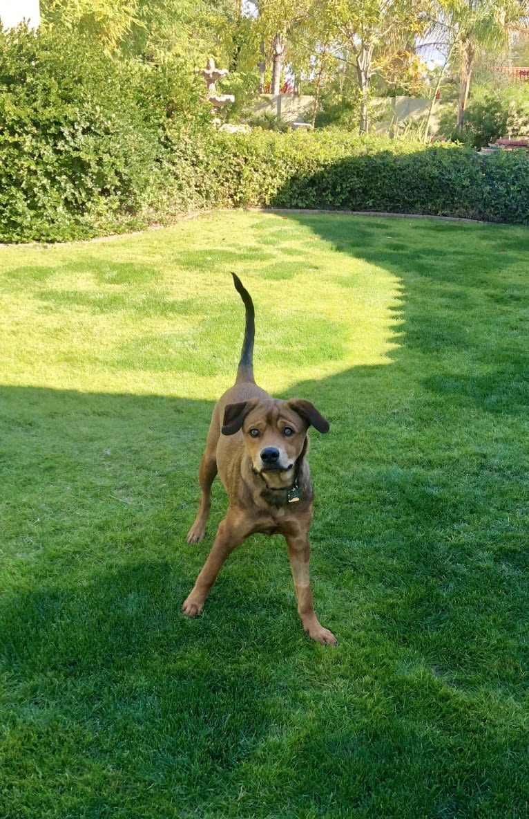 Maui, an American Pit Bull Terrier and Rottweiler mix tested with EmbarkVet.com