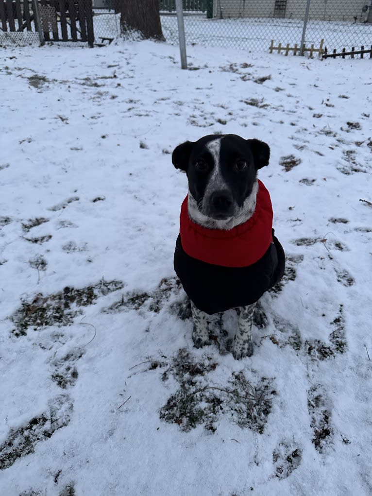 Riley, an Australian Cattle Dog and American Pit Bull Terrier mix tested with EmbarkVet.com
