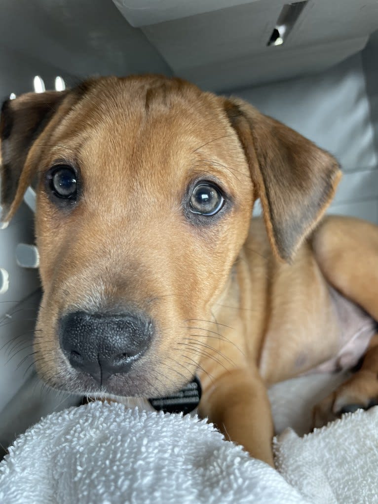 Winston, an Australian Cattle Dog and Border Collie mix tested with EmbarkVet.com