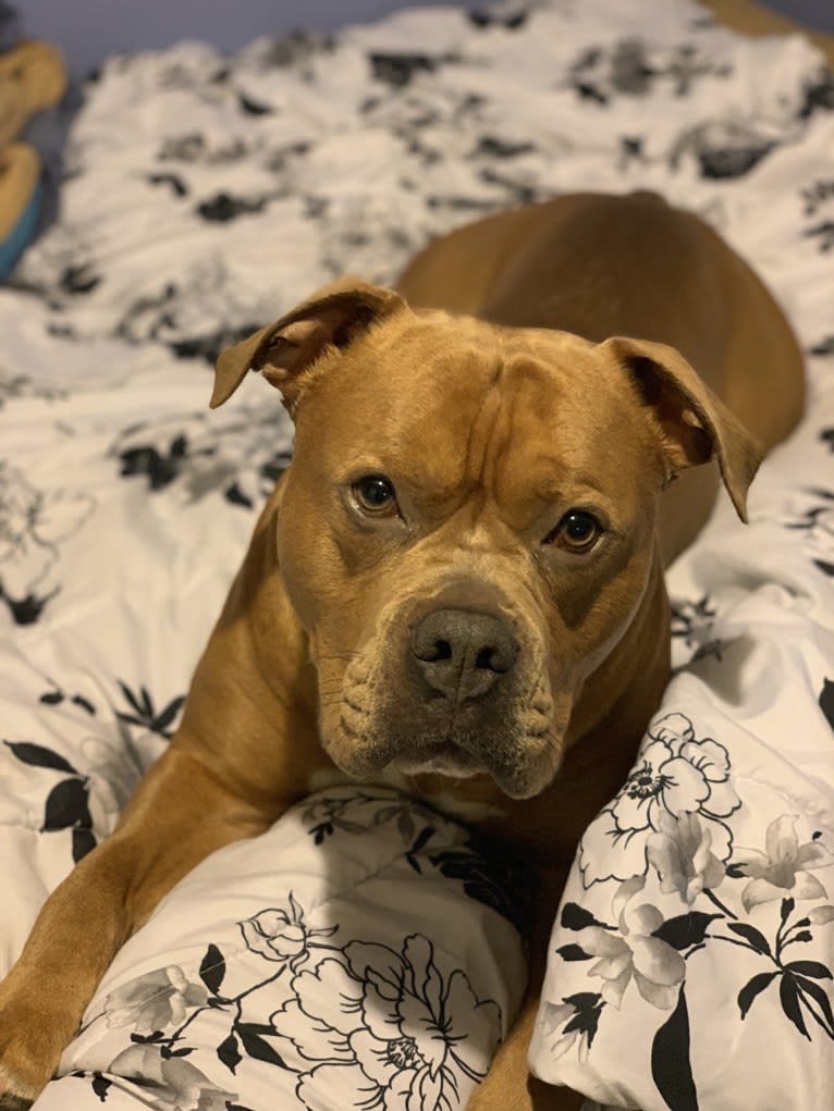 Kobe, an Olde English Bulldogge and American Bulldog mix tested with EmbarkVet.com