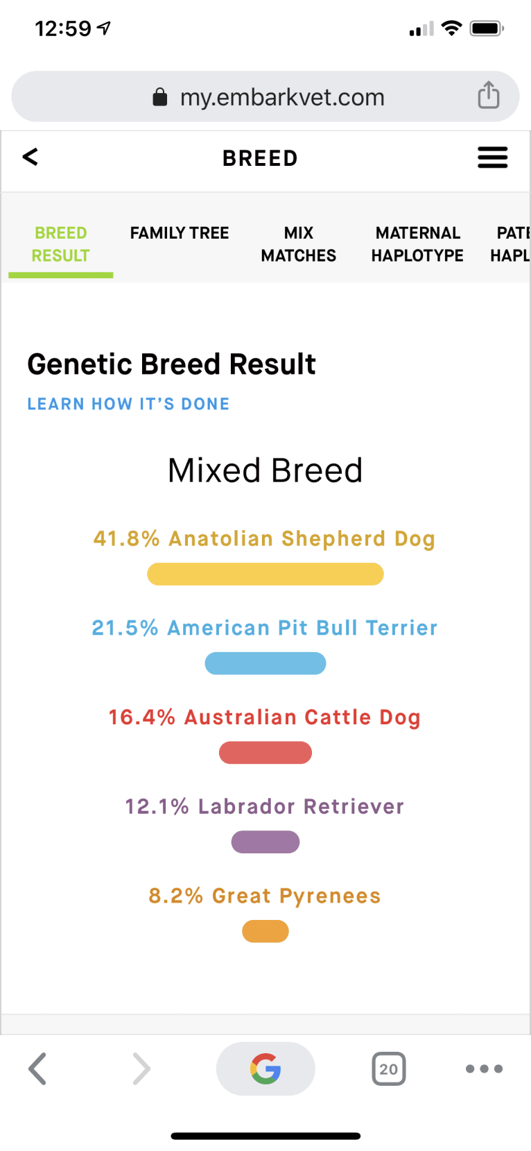 Cuckoo, an Anatolian Shepherd Dog and American Pit Bull Terrier mix tested with EmbarkVet.com