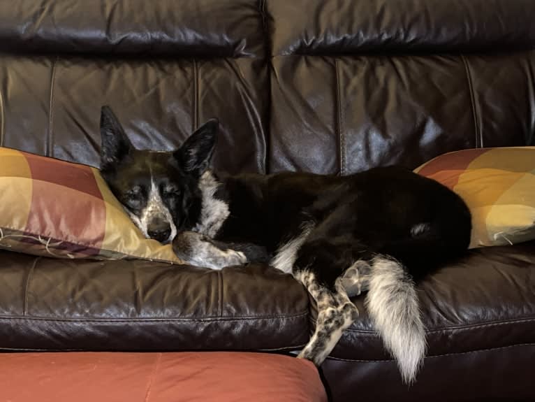 Bandit, a German Shepherd Dog and Border Collie mix tested with EmbarkVet.com