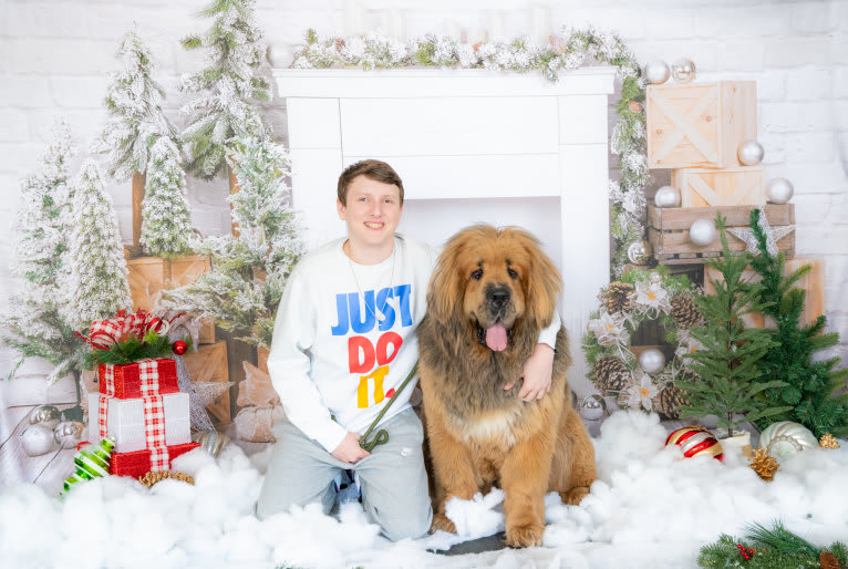 mufasa, a Tibetan Mastiff tested with EmbarkVet.com