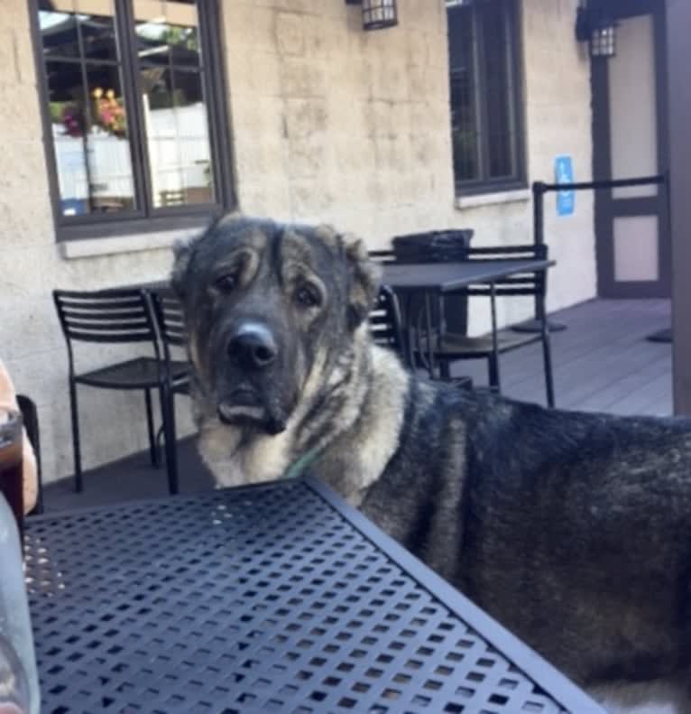 Vinny, an Anatolian Shepherd Dog and Caucasian Ovcharka mix tested with EmbarkVet.com