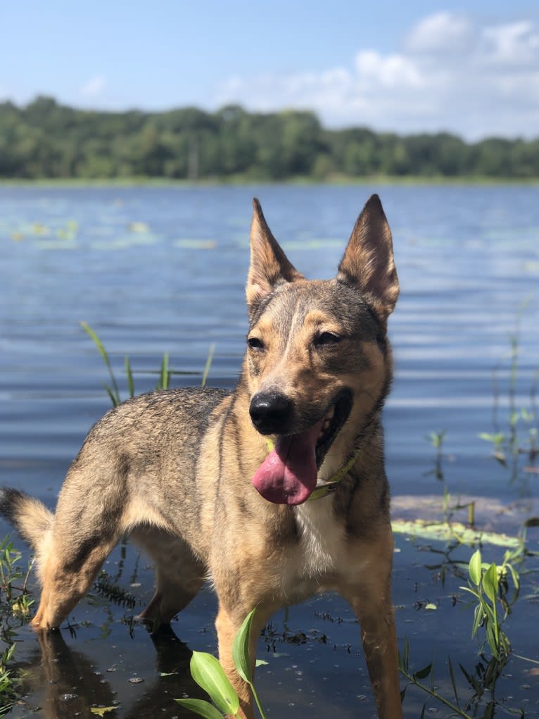 Ranga, a German Shepherd Dog and Shetland Sheepdog mix tested with EmbarkVet.com