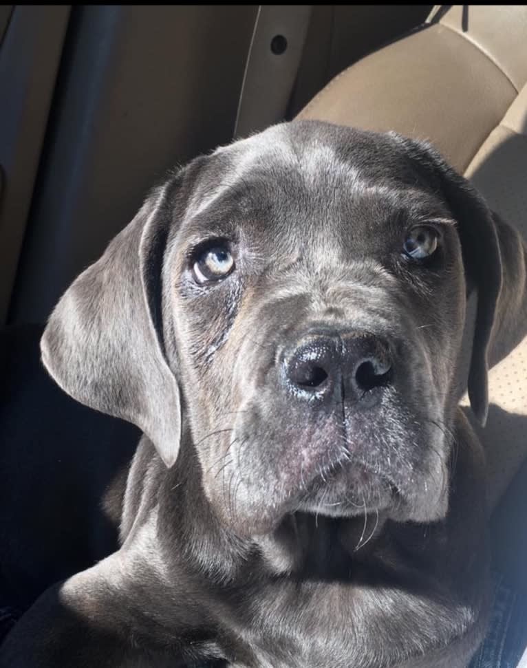Boots, a Neapolitan Mastiff (6.6% unresolved) tested with EmbarkVet.com