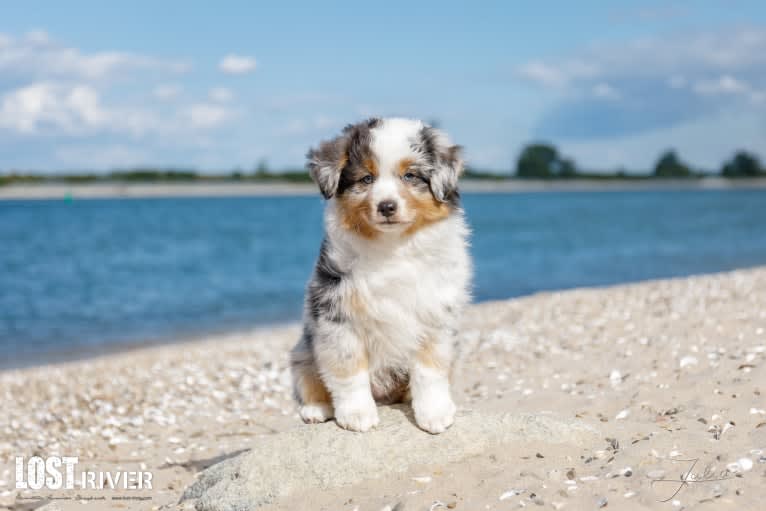 Bellamy, an Australian Shepherd tested with EmbarkVet.com