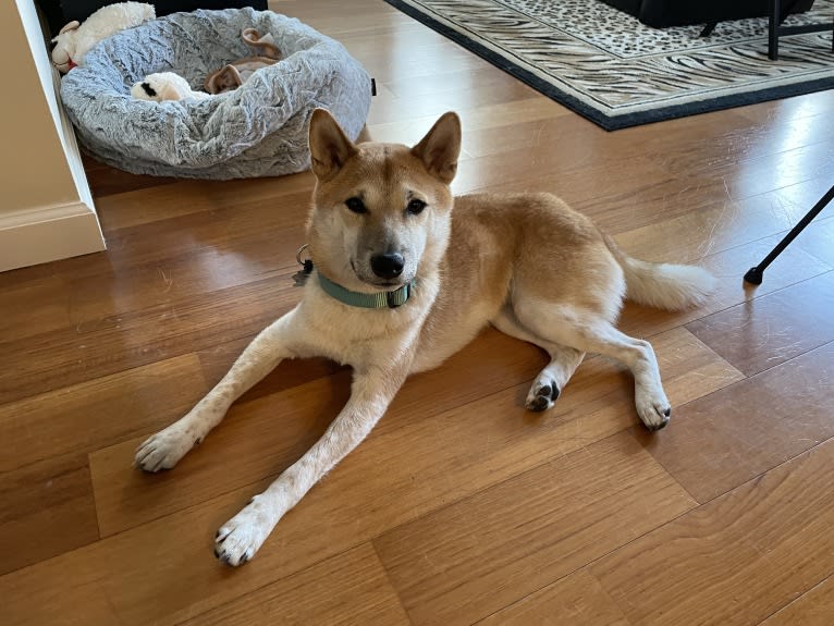 Owston, a Shiba Inu tested with EmbarkVet.com