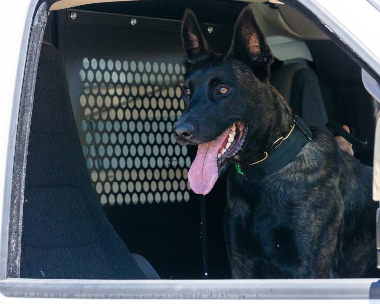 Static, a Dutch Shepherd tested with EmbarkVet.com