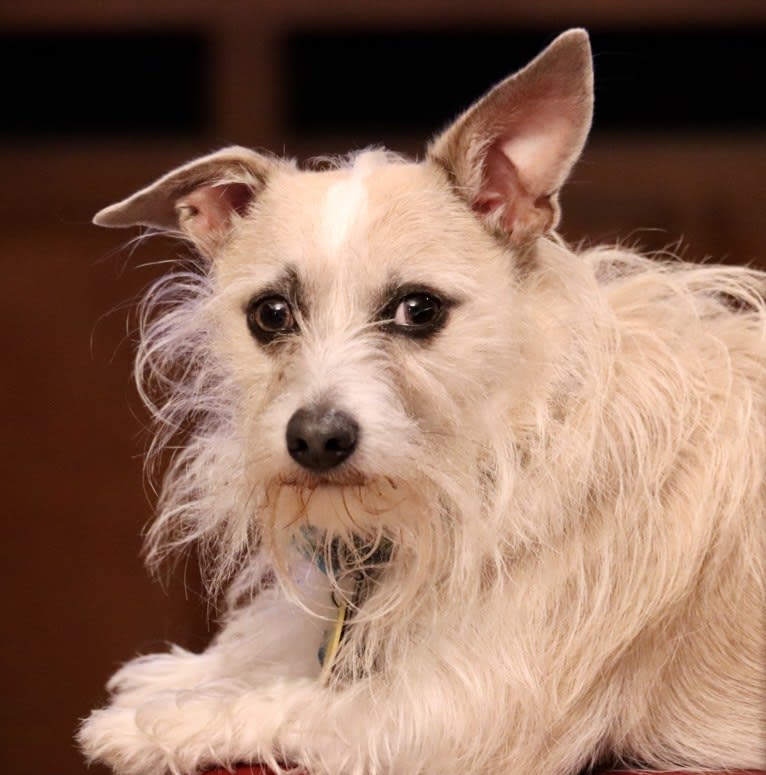 Rascal, a Chihuahua and Poodle (Small) mix tested with EmbarkVet.com