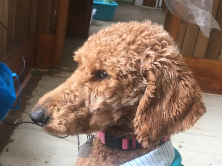 Red Rosie, a Poodle (Standard) tested with EmbarkVet.com