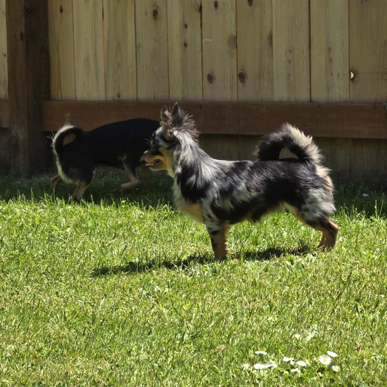 Scotlyn, a Chihuahua tested with EmbarkVet.com