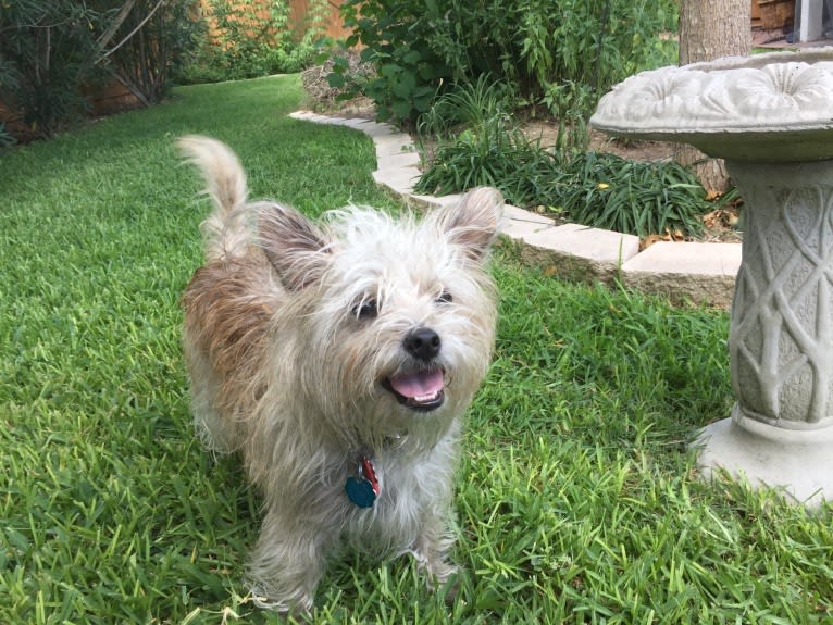 Whiskey, a Poodle (Small) and Siberian Husky mix tested with EmbarkVet.com