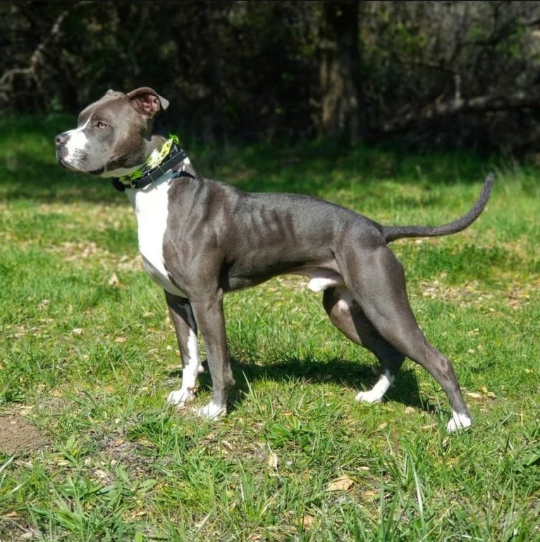 MaSiWei, an American Bully tested with EmbarkVet.com