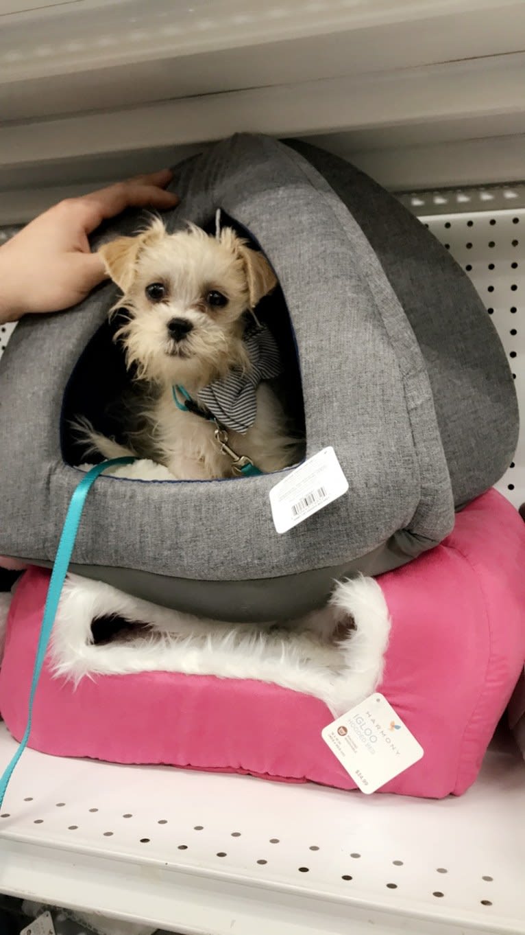 Cash Money, a Shih Tzu and Maltese mix tested with EmbarkVet.com