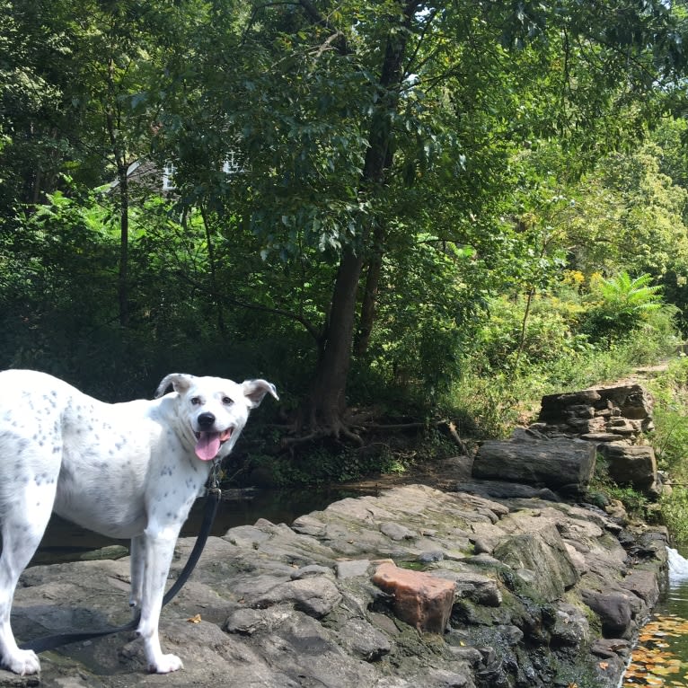 Louis, an American Pit Bull Terrier and Cocker Spaniel mix tested with EmbarkVet.com