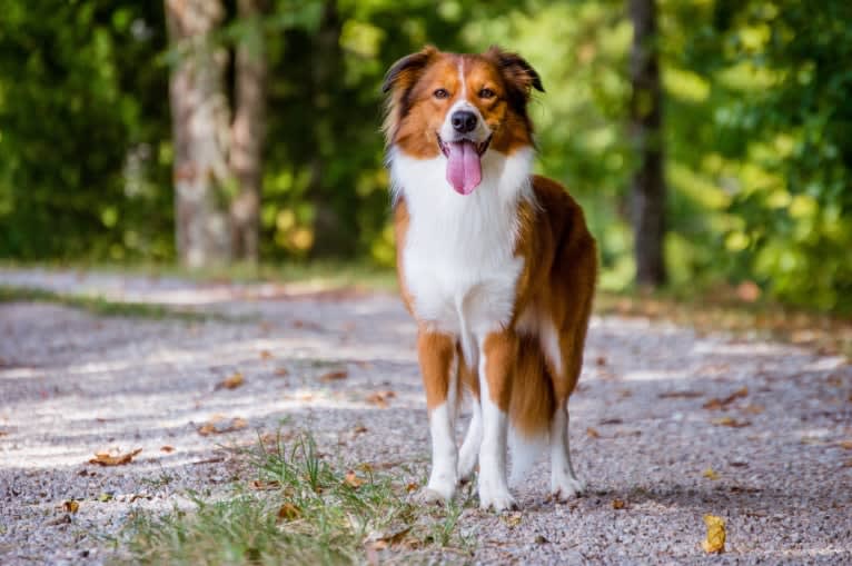 Mac, an English Shepherd tested with EmbarkVet.com