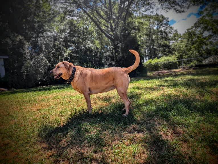 Molly, a Great Pyrenees and Golden Retriever mix tested with EmbarkVet.com