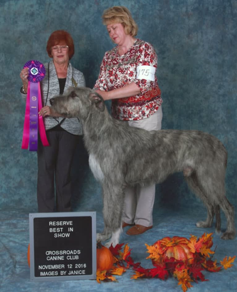 Vidarr, an Irish Wolfhound tested with EmbarkVet.com