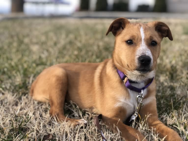 Zephyr, an American Pit Bull Terrier and Australian Shepherd mix tested with EmbarkVet.com