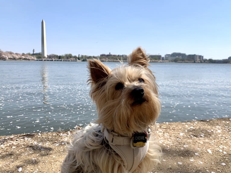 Chewie, a Yorkshire Terrier tested with EmbarkVet.com