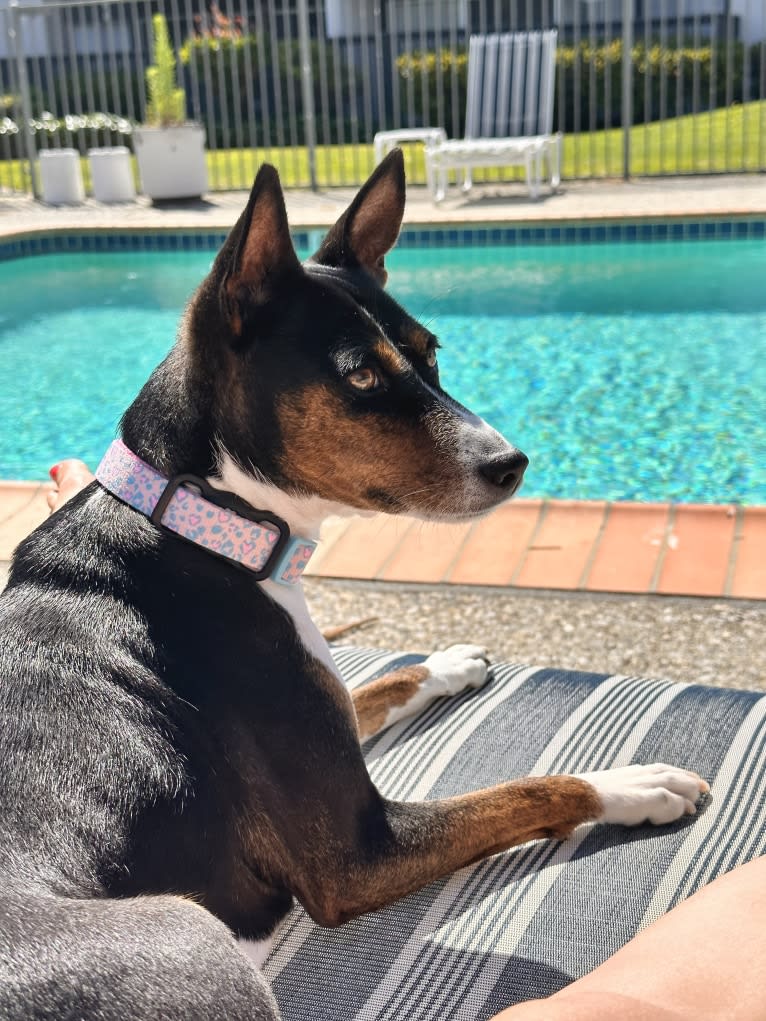 Valen, a Basenji tested with EmbarkVet.com