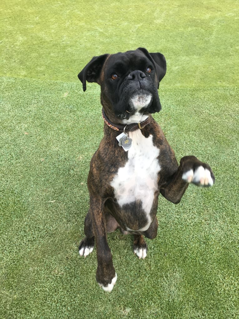 Murray, a Boxer tested with EmbarkVet.com