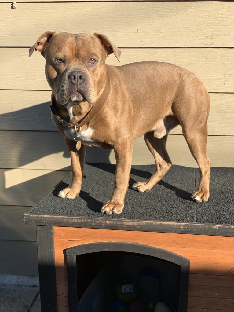 Kobe, an Olde English Bulldogge and American Bulldog mix tested with EmbarkVet.com