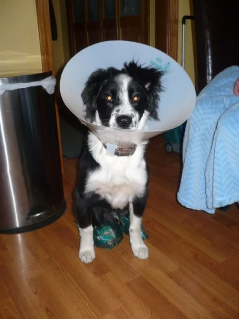 Apollo, a Border Collie and Australian Shepherd mix tested with EmbarkVet.com