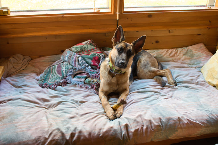 Lyra, a German Shepherd Dog tested with EmbarkVet.com