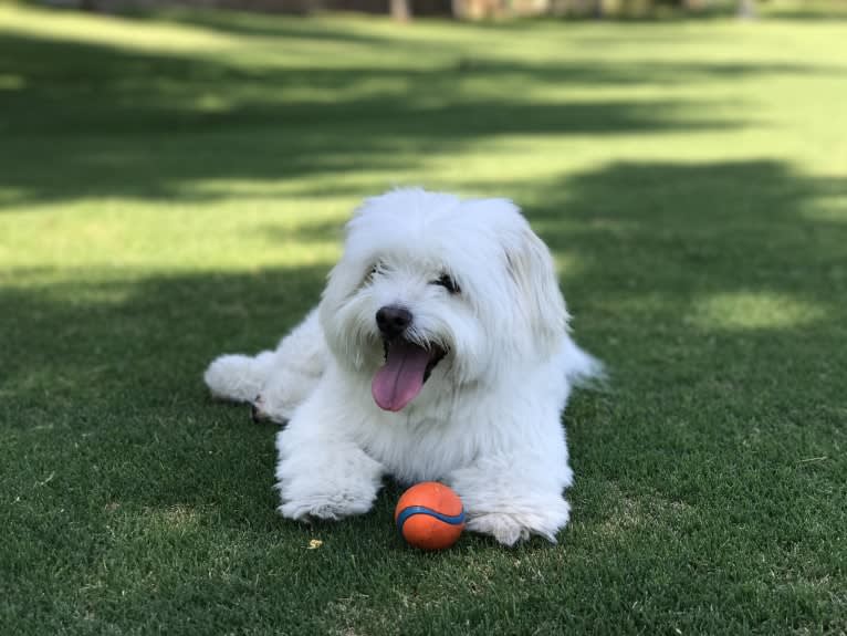 Koopa, a Maltese and Pomeranian mix tested with EmbarkVet.com