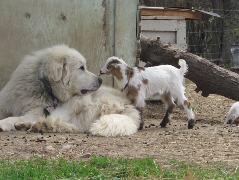 Moose, a Great Pyrenees tested with EmbarkVet.com