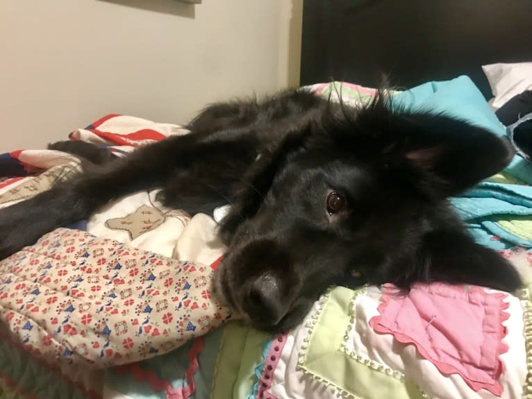 Ranger, a Labrador Retriever and Golden Retriever mix tested with EmbarkVet.com