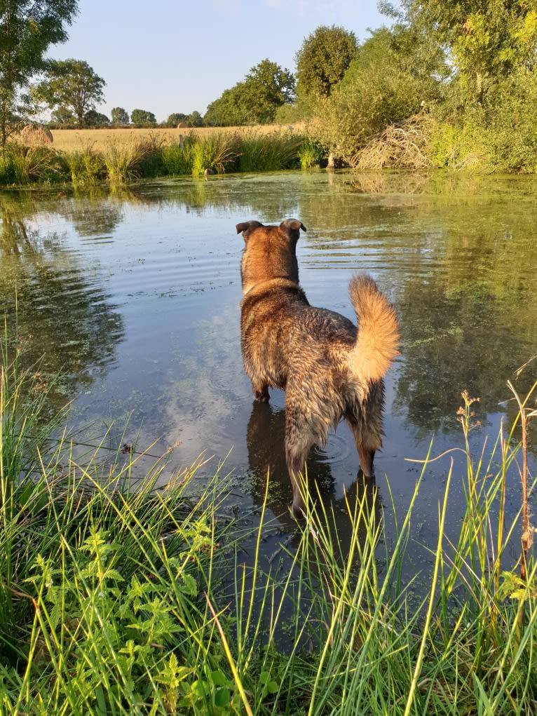 Alfie, a Belgian Malinois and Rottweiler mix tested with EmbarkVet.com