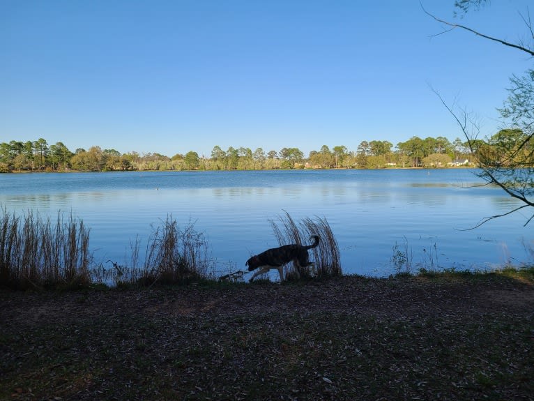 Oliver, a Great Pyrenees and American Pit Bull Terrier mix tested with EmbarkVet.com