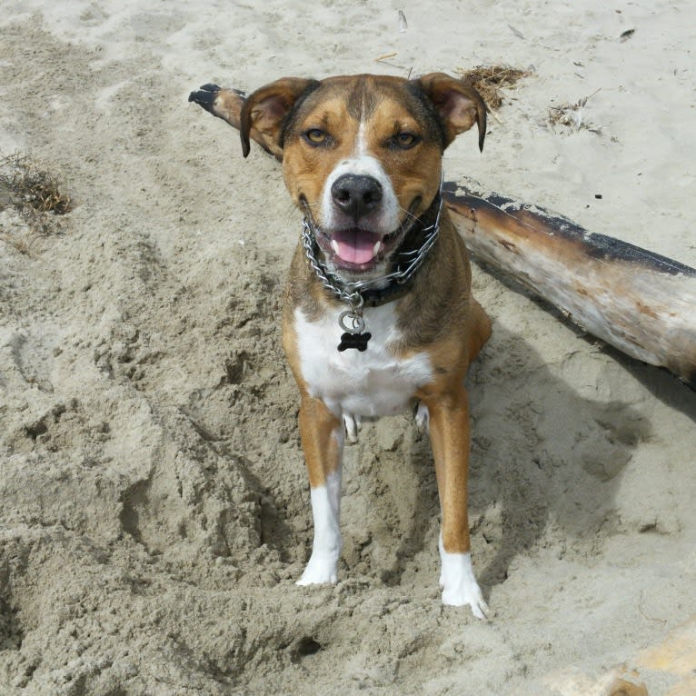 Goblin, an Australian Shepherd and American Bully mix tested with EmbarkVet.com