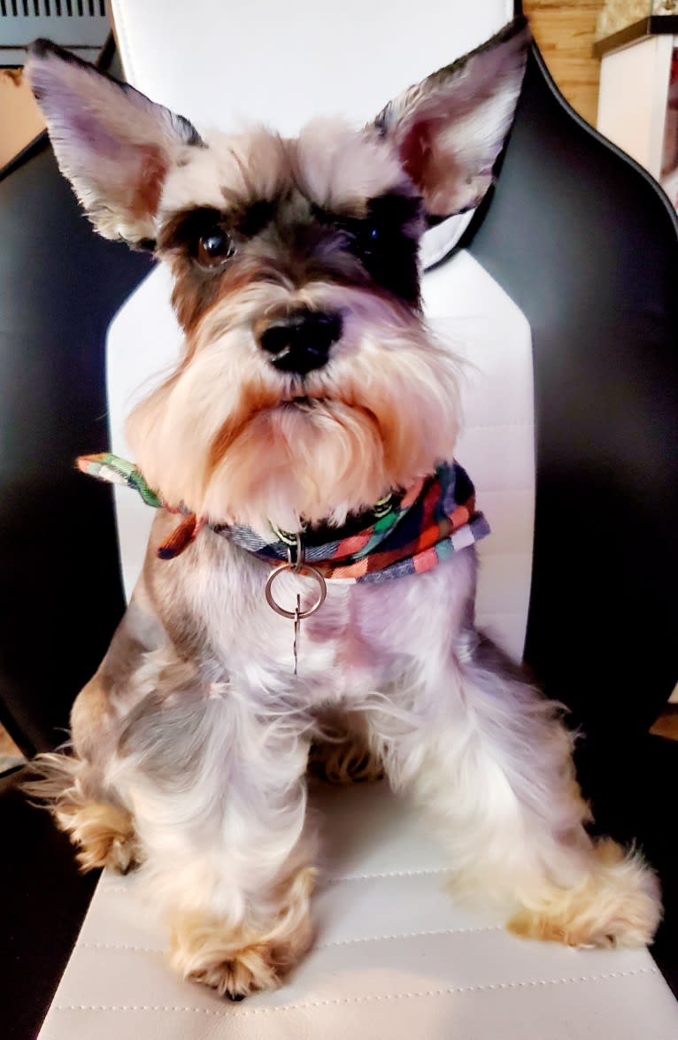 Sawyer, a Miniature Schnauzer tested with EmbarkVet.com