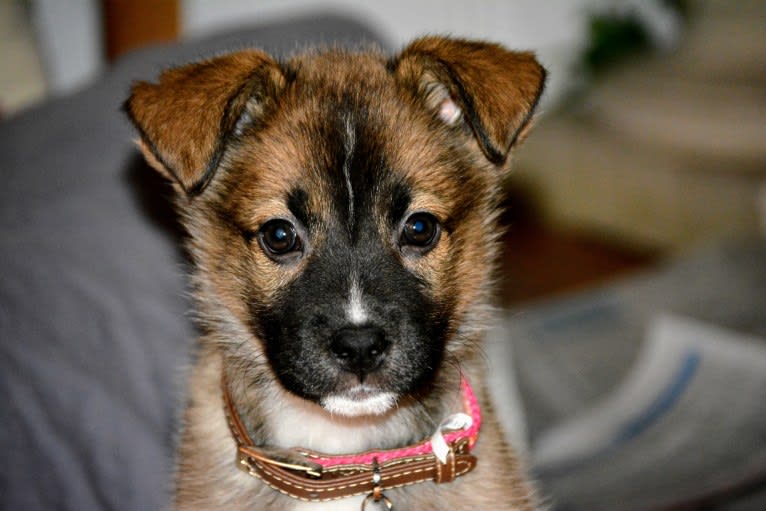 Photo of Madeline, a Siberian Husky, American Pit Bull Terrier, Boxer, and Alaskan Malamute mix in Tennessee, USA