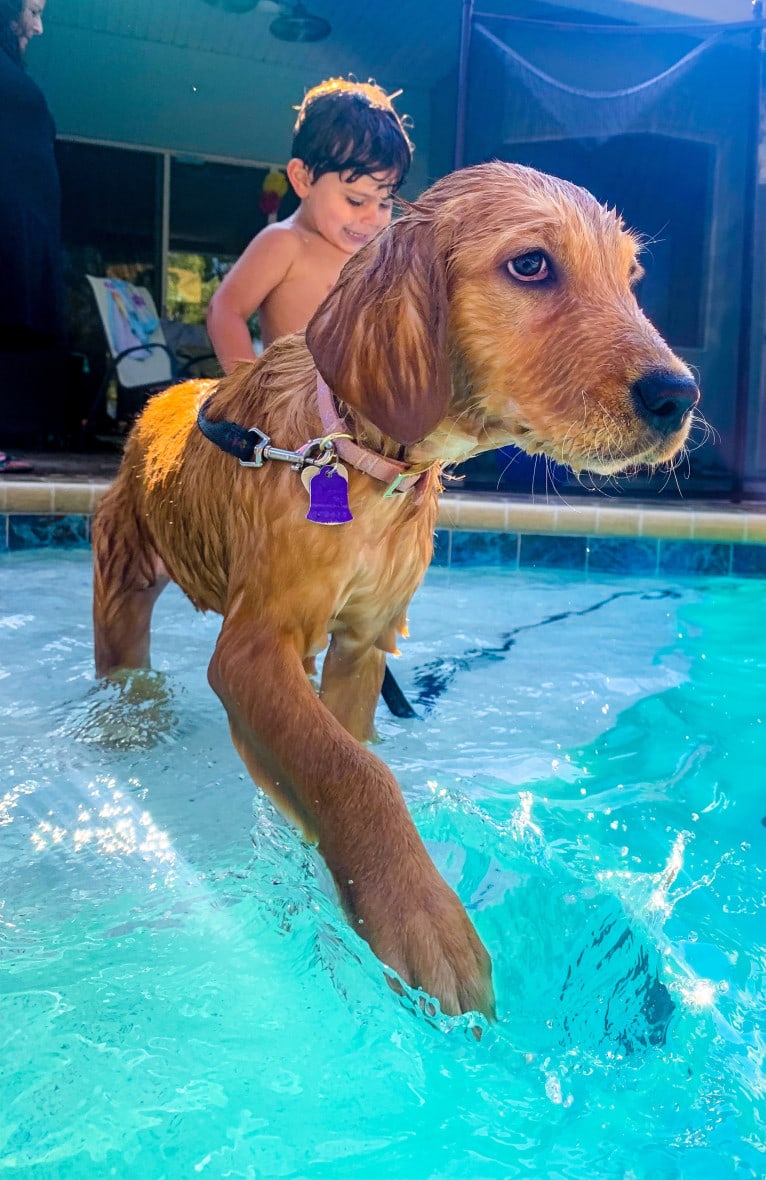 Emmie, a Golden Retriever tested with EmbarkVet.com