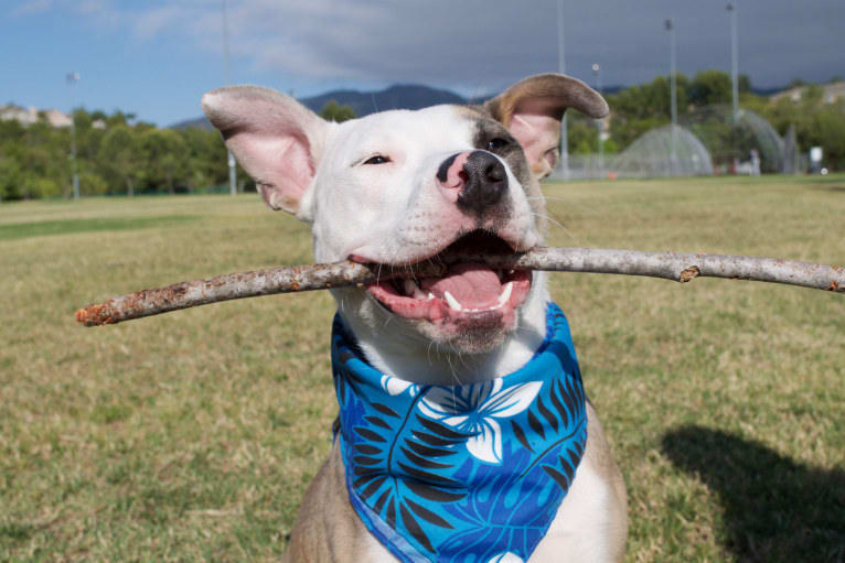 Nalu, an American Pit Bull Terrier and American Staffordshire Terrier mix tested with EmbarkVet.com