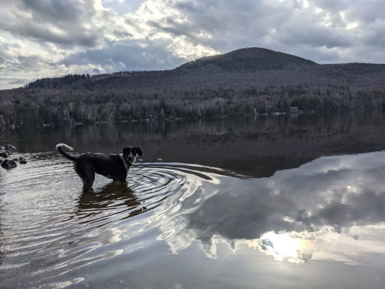 Crick, a Border Collie and Bluetick Coonhound mix tested with EmbarkVet.com