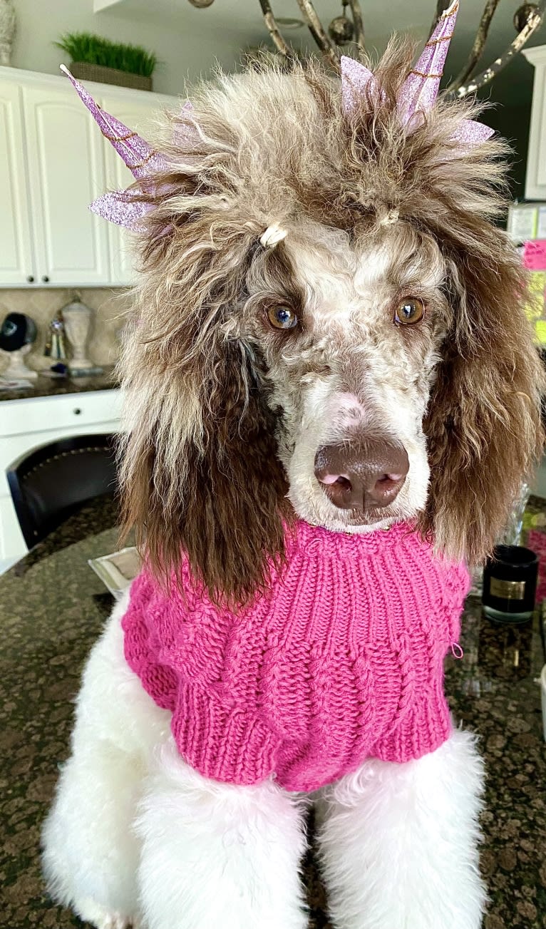 CoCo, a Poodle (Standard) tested with EmbarkVet.com