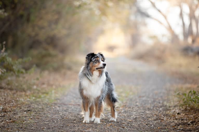 Helo, an Australian Shepherd tested with EmbarkVet.com