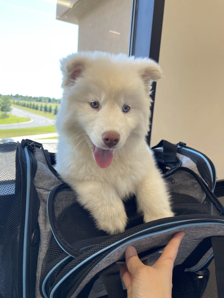 Aspen of Freedom Huskies, a Siberian Husky tested with EmbarkVet.com