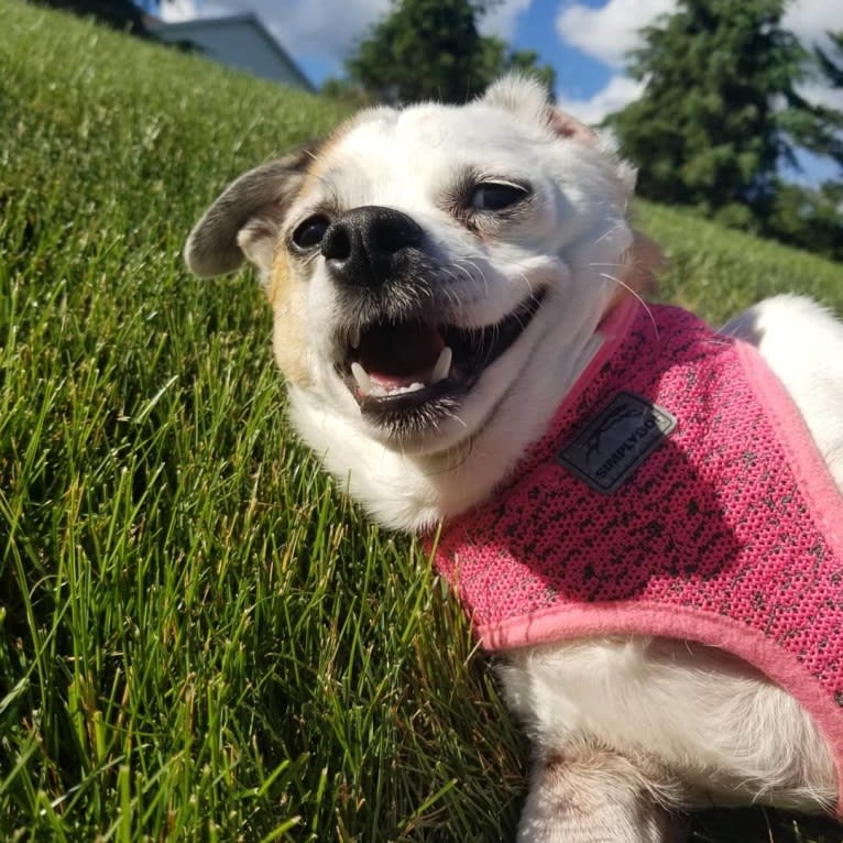 Lacey, a Russell-type Terrier and Chihuahua mix tested with EmbarkVet.com