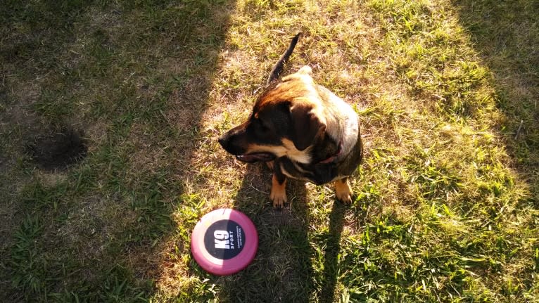 Wendy, a Rottweiler and Belgian Malinois mix tested with EmbarkVet.com